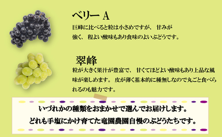【2026年8月から発送】【先行予約】 2026年発送 旬のぶどう食べ比べプレミアムセット|ぶどう RYE