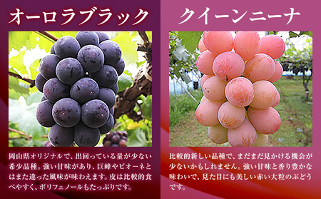 訳あり ぶどう 2種 セット 約1kg ( 2房 ) シャインマスカット ＋ ピオーネ or クイーンニーナ or オーロラブラック 株式会社日本植生グループ本社 NISSHOKU FARM《9月下旬-12月末頃出荷》ブドウ 浅口市 【配送不可地域あり】 (離島)