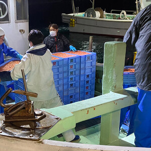 桜えび3種セット【配送不可：離島】