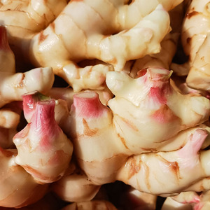 【先行受付】新生姜 4kg 水洗いのみ 生姜 生姜湯 ジンジャー しょうが ショウガ 4キロ 野菜 旬 季節限定 佃煮 甘酢漬け ジンジャーエール サラダ 新鮮 温まる 温活 冷え対策 国産 高知県 土佐清水市 高知【R01554】