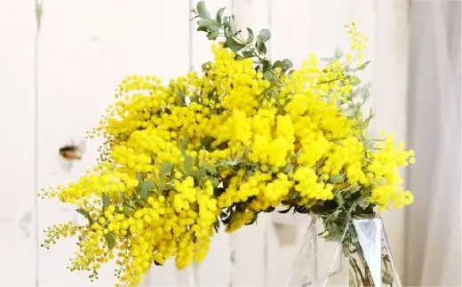 【倉敷市栽培】春限定！ミモザとユーカリの花束／フレッシュ【2027年2月下旬～3月下旬発送予定】【ハンドメイド ミモザリース リース ドライフラワー ミモザ お花 花 岡山県 倉敷市 おすすめ 人気】