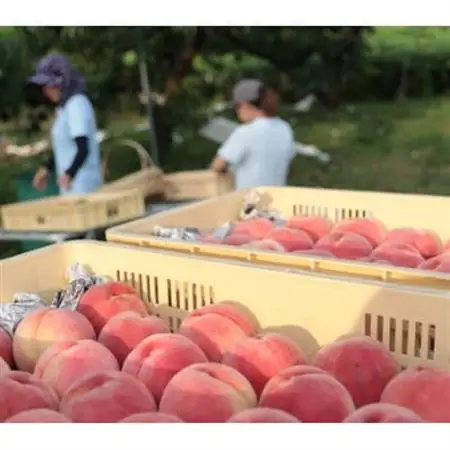 【2026年7月発送開始】桃の産地山梨からお届け　ピーチ専科ヤマシタの桃　3kg【配送不可地域：離島】【1707806】