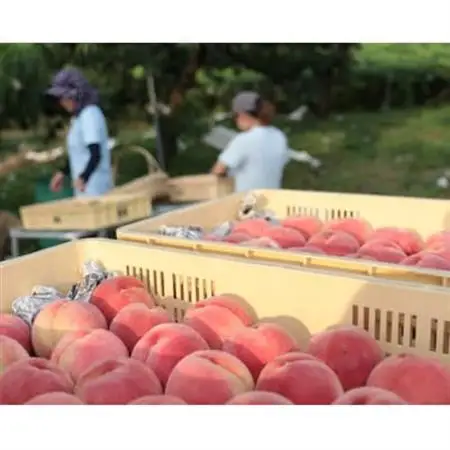 【2026年7月発送開始】桃の産地山梨からお届け　ピーチ専科ヤマシタの桃　1kg【配送不可地域：離島】【1707808】