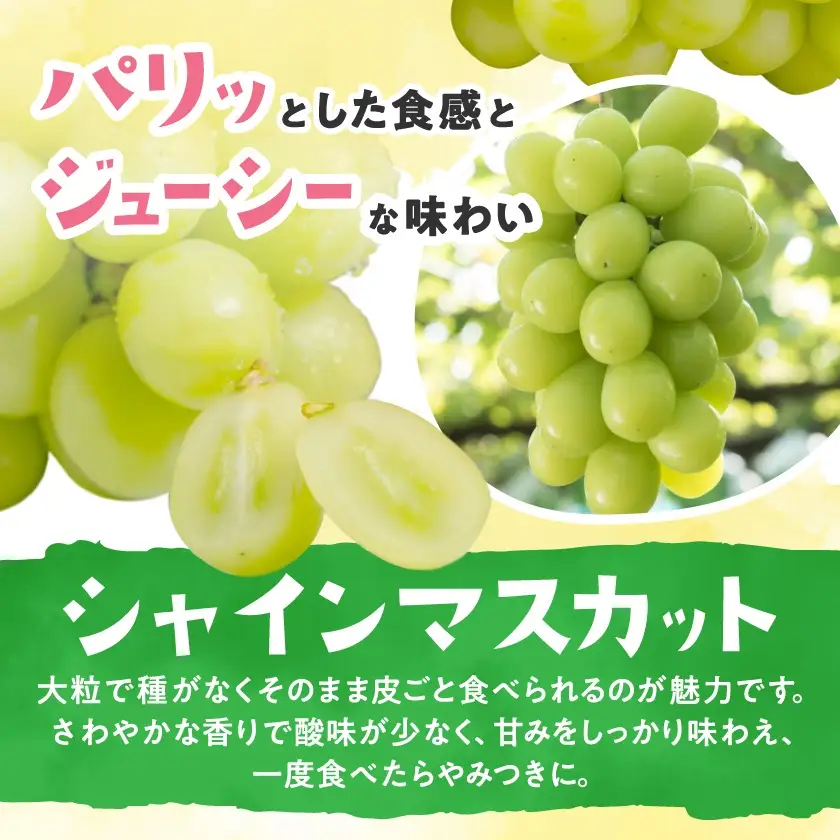 【信州産ぶどう3房セット】 シャインマスカット2房・旬の品種1房(約500g×3房)【配送不可地域：離島】【1221645】