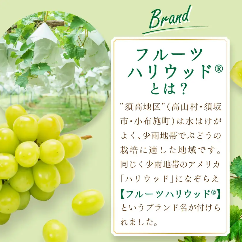 【2026年9～10月発送】JAながの　須高産　シャインマスカット　約1.2kg　2～3房入り【配送不可地域：離島・北海道・沖縄県】【1377390】