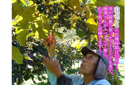 三陸山田産 山ぶどう ジュース 720ml×2本 フルーツジュース 葡萄 ぶどう 無添加 ビタミン ポリフェノール 鉄分 リンゴ酸 岩手県 三陸山田 山田町 YD-1041