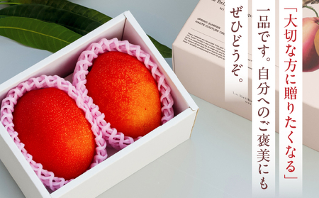 マンゴー 完熟 マンゴー[宮崎 3L 2玉 La Brilliant Mango 贈答用]