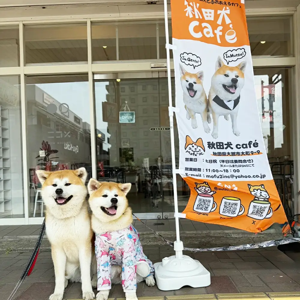 もふもふ秋田犬ふれあい体験30分 大人（中学生以上）　1名様（ふれあい10分・1ドリンク付）　【35P8401】