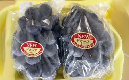 岡山県産 ニューピオーネ 2房（1房600g以上） 化粧箱入り 【2026年8月下旬～10月上旬迄発送予定】 果物 くだもの フルーツ ぶどう ブドウ 葡萄 岡山 おかやま 国産 冷蔵