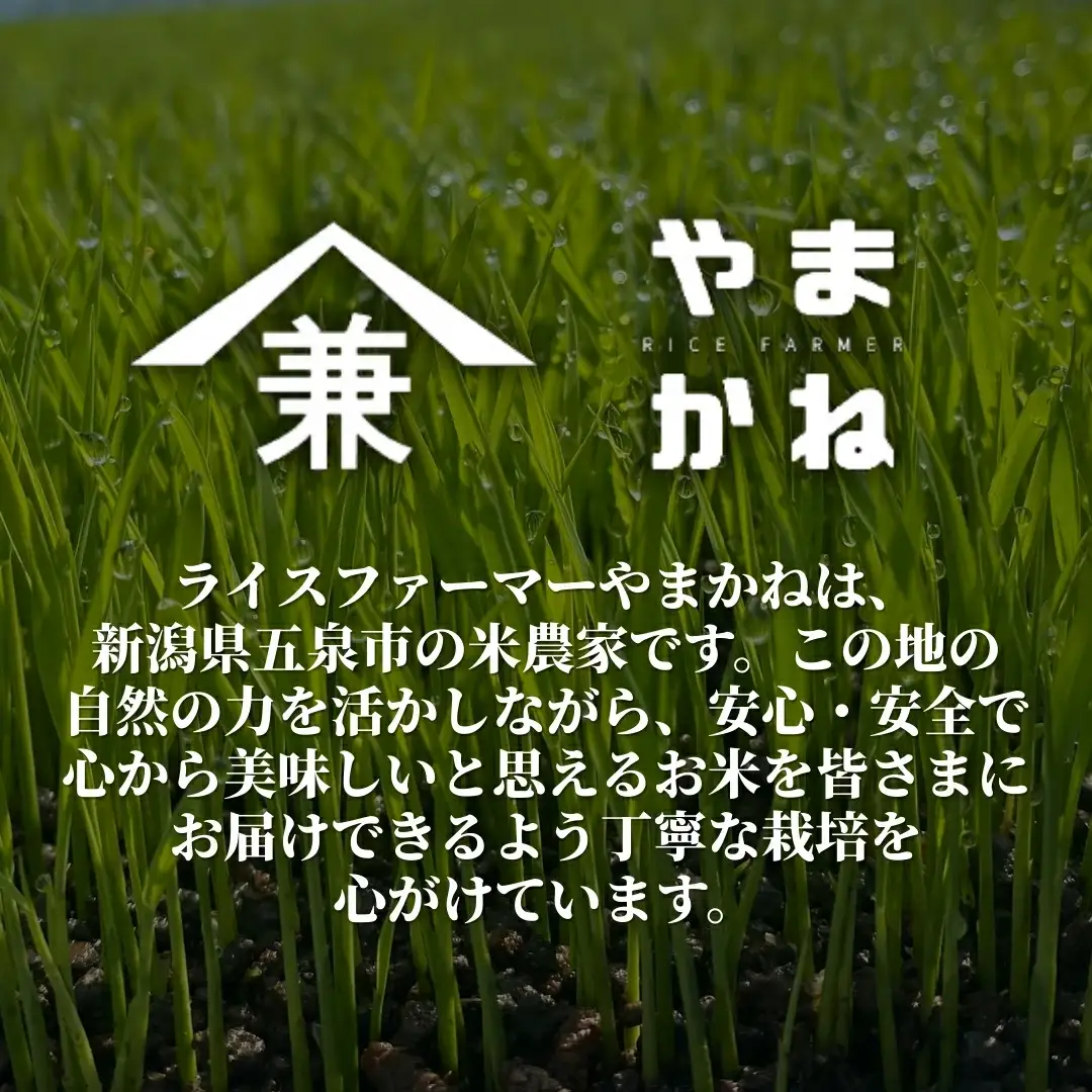【先行予約】令和8年産 五泉市産 特別栽培米 コシヒカリ 5kg(5kg×1袋)