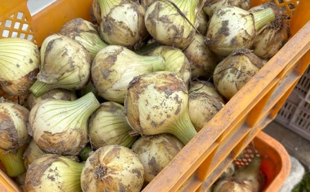 【新玉予約！】中山さんちから直送 淡路島たまねぎ５㎏　◆R8.3月下旬～発送