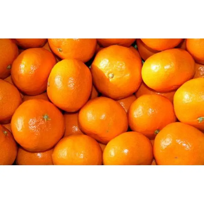 [秀品]和歌山有田みかん5kg (S～Lサイズおまかせ) ★2026年11月中旬頃より順次発送