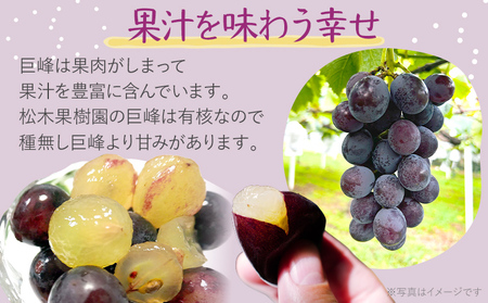 先行予約 期間限定 巨峰 ぶどう 約2kg（4～6房） 農家直送 樹上完熟 完熟 果汁 ブドウ 葡萄 果物 フルーツ 甘い ジューシー 福岡県 福岡 九州 グルメ お取り寄せ 【8月中旬頃より順次出荷予定】
