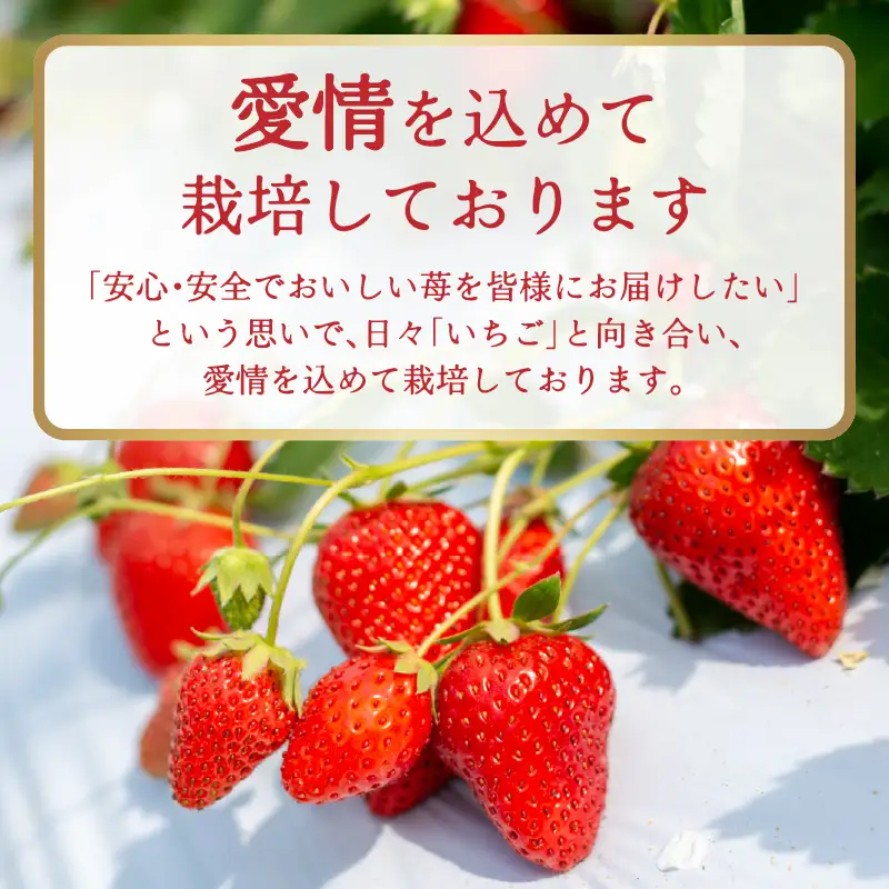福岡県産あまおう 約250g×2パック【2027年3月発送予定】 いちご イチゴ 苺 あまおう フルーツ 果物 くだもの 250g 2パック 福岡県 八女市 155-004