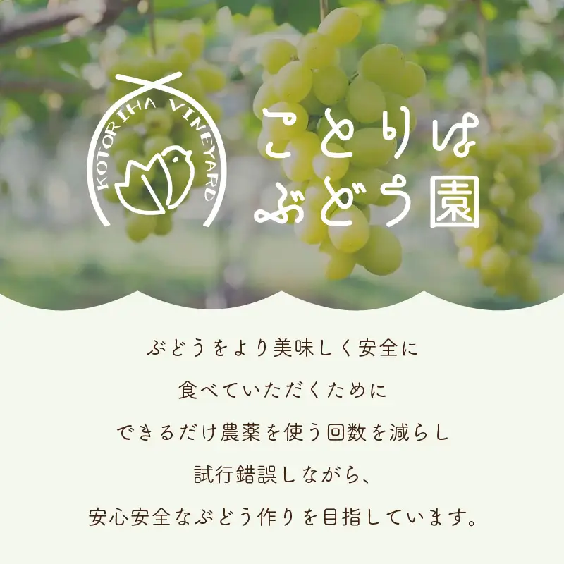 泉州ぶどう【皮ごとOK】泉州パープル シャインマスカット サニードルチェ 各1房セット【065C-004】