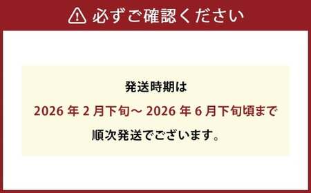 パクパクデコ 10kg バラ詰め 訳あり（B品） 不知火 果物 くだもの フルーツ【2026年2月下旬-6月下旬発送】