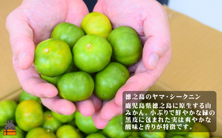 全国の皆様にかけてほしい！ヤマ・シークニン入りノンオイルドレッシング（200ml×2本） ( 調味料 柑橘 果物 薬味 ドレッシング ヤマシークニン シークン 野生みかん 奄美 鹿児島 ダイキチ食品 )