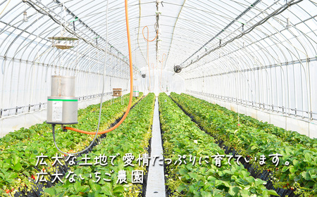 いちご 茨城県産とちおとめ 約540g いちご