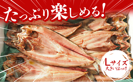 北海道産 特大 真ほっけ 一夜干し 4枚 肉厚 脂のり抜群