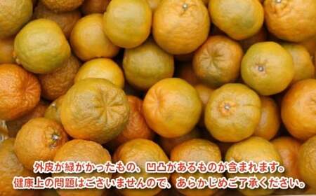 【先行予約：2027年1月初旬～発送】訳あり ポンカン 4kg 7000円(+傷み保障500g） みかん mikan 蜜柑 ミカン ぽんかん 産地直送 国産 農家直送 糖度 期間限定 数量限定 特産品 ゼリー ジュース アイス 等に 人気 限定 甘い フルーツ 果物 柑橘 美味しい おいしい ジューシー 小玉 含む 規格外 サイズ ミックス 傷み補償 500g ミッチーのおみかん畑 愛南町 愛媛県