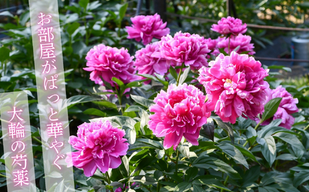 芍薬 切花 〜華燭の典〜 24本セット【2026年5月上旬より出荷】(Ca-002) 