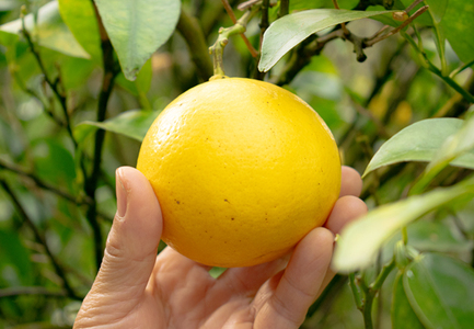 甘口 小夏 3kg 家庭用 日向夏 ニューサマーオレンジ くだもの 果物 旬の果物 高知県 大月町