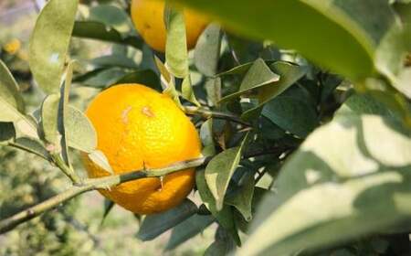 （訳あり） ユズ 約1kg ゆず 柚子 果物 くだもの フルーツ 常温 【2026年11月上旬～12月下旬迄発送予定】