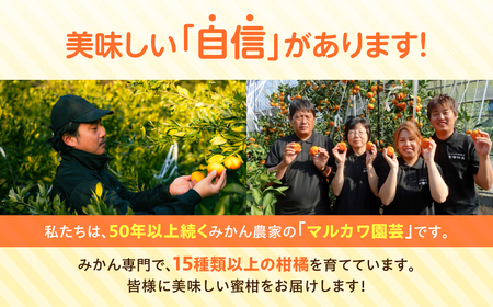 極甘みかん丸 5kg 定期便3回 温州 みかん
