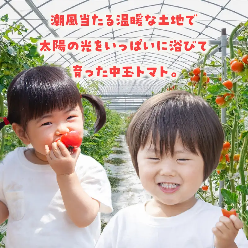 【5月中旬以降発送】フルーツトマト　中玉フルティカ2.8kg