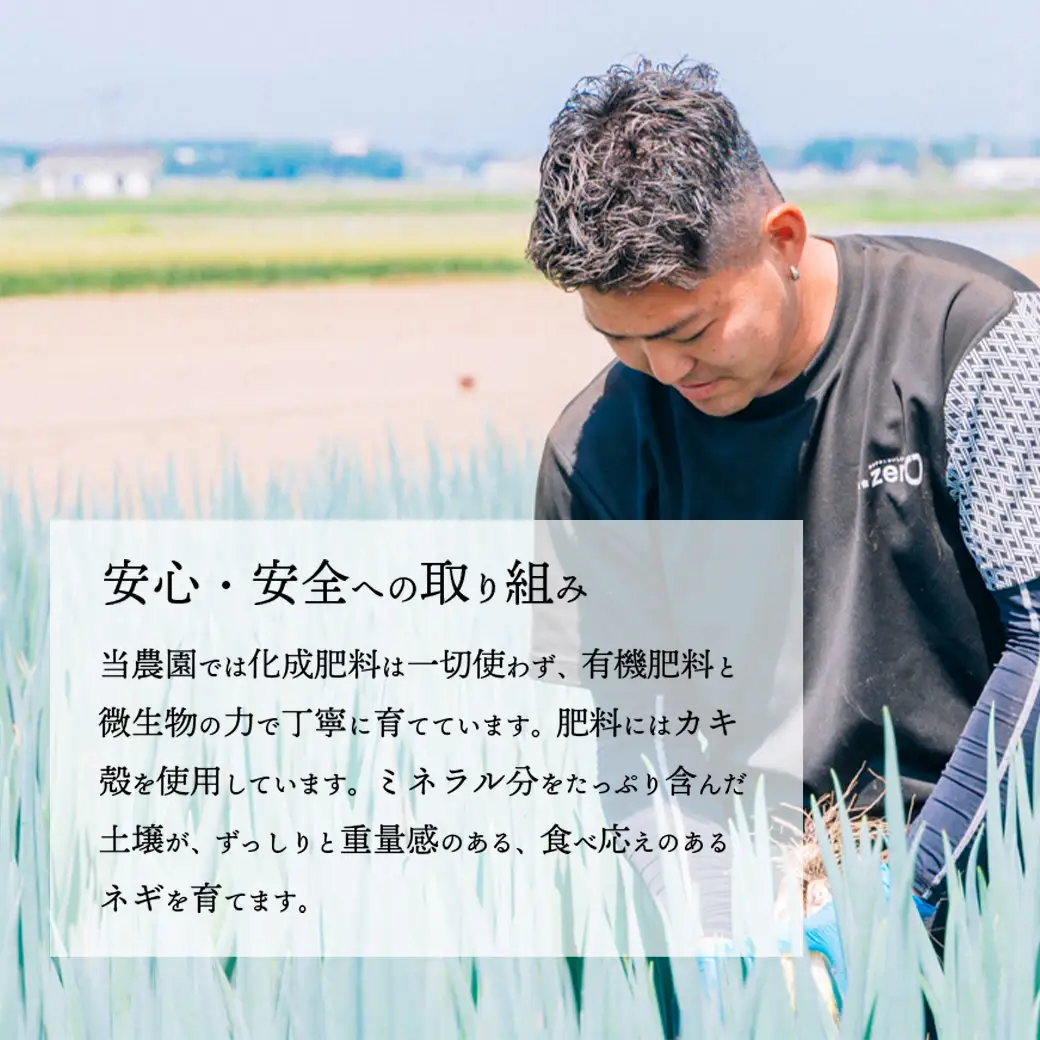 長ネギ 2L 約5kg 約24-30本 スピード発送 農家直送