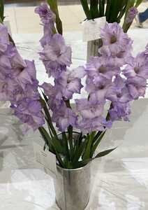 グラジオラスの花束 10本セット ※2026年6月上旬～7月上旬頃に順次発送予定 ※離島への配送不可