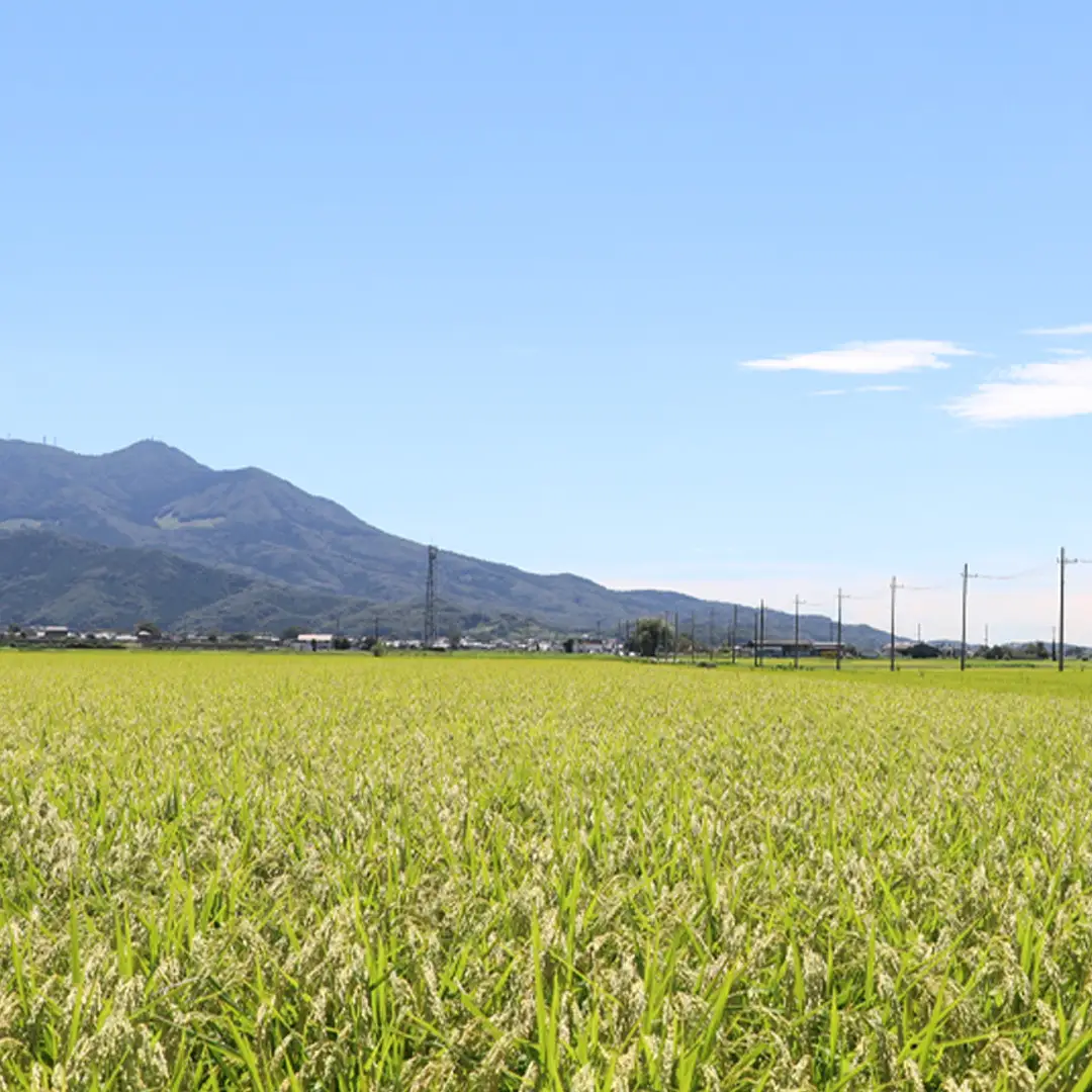 【 令和7年産 】 数量限定 桜川市産 こしひかり 5kg（5kg×1袋） 茨城県産 桜川 米 お米 白米 コメ ごはん 精米 コシヒカリ こしひかり 国産 限定 [AX018sa]