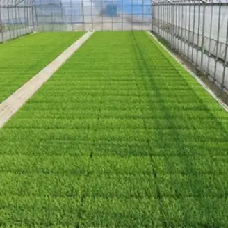 【令和7年産】新潟県産 純米コシヒカリ 30kg（5㎏×6袋） さいとう農園 白米 精米 米 こめ ごはん コシヒカリ こしひかり 1G20091