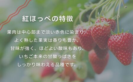 こまつイチゴ 紅ほっぺ 【 3パック（約750g）】苺 べにほっぺ | 石川県 小松市 JAあぐり