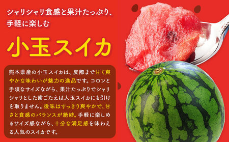 小玉スイカ&肥後グリーンメロン 食べ比べ 各2玉(計4玉 約7kg) 日本フルーツ株式会社 《5月中旬-7月末頃出荷》 熊本県 菊池市 西瓜 メロン 熊本県産