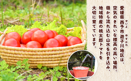 ＜桃太郎トマトの収穫体験（食堂ゆすかわのランチ付き）＞トマト収穫 体験 収穫 利用券 チケット 1名 1人 ランチ付き 桃太郎トマト トマト 持ち帰り 特産品 遊子川ザ・リコピンズ 愛媛県 西予市『1か月以内にチケット発送予定』SYR0008