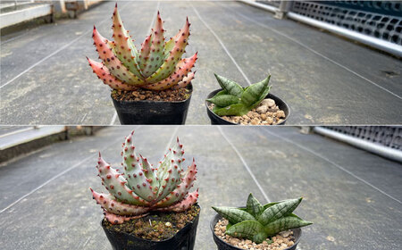 サンセベリア ボンセレンシスドワーフ ＆ アロエ マルロシー 各1株 sansevieria boncellensis dwarf ＆ Gymnocalycium mihanovichii長与町/アグリューム[EAI243]