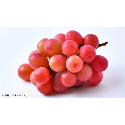 【 訳あり 】 クインニーナ 3kg 【2026年9月発送開始】(茨城県共通返礼品：大子町)