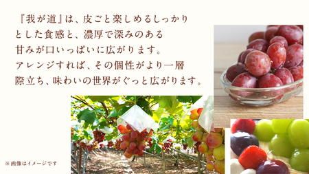 我が道 2.5kg (4～6房)【2026年8月下旬発送開始】(茨城県共通返礼品：大子町)