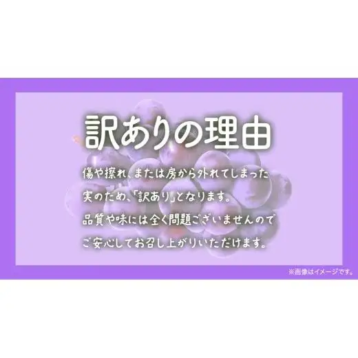 【 訳あり 】 ピオーネ 3kg 【2026年9月発送開始】(茨城県共通返礼品：大子町)