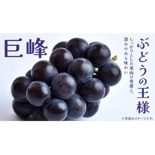 【 訳あり 】 巨峰 3kg 【2026年9月発送開始】(茨城県共通返礼品：大子町)