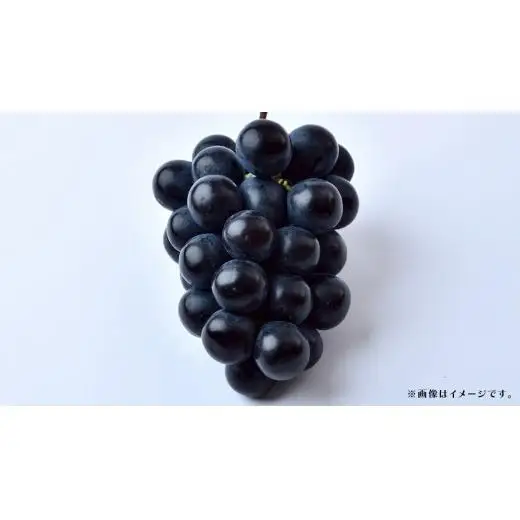 【 訳あり 】ナガノパープル 3kg 【2026年9月上旬発送開始】(茨城県共通返礼品：大子町)