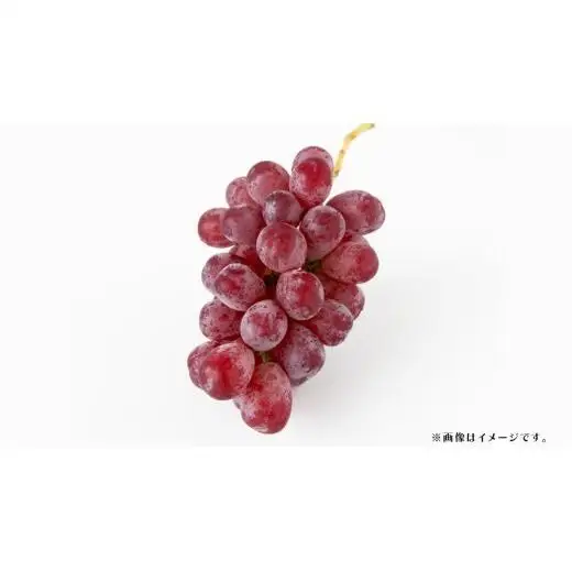 スカーレット 5kg 【2026年7月上旬発送開始】(茨城県共通返礼品：大子町)