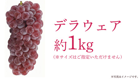 デラウェア 1kg 【 2026年6月発送開始 】 (茨城県共通返礼品：大子町)