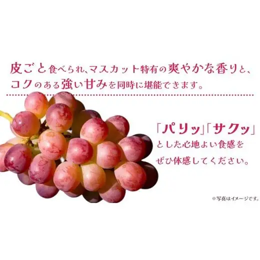 コトピー 5kg 【2026年8月下旬発送開始 】 (茨城県共通返礼品：大子町)