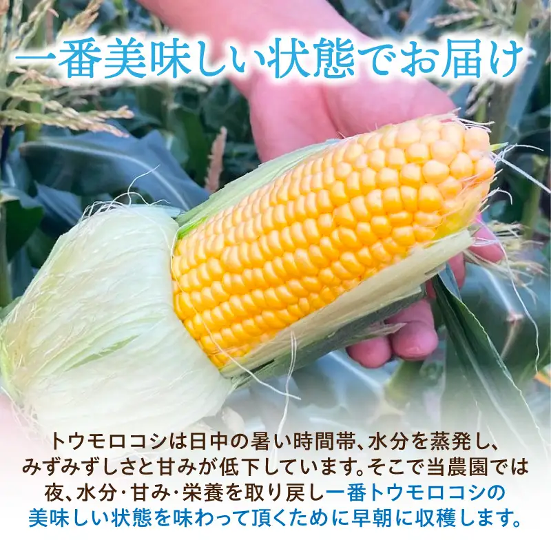 【感動の甘さ】とうもろこしプレミアム味来  6本入り／2箱・H075-18