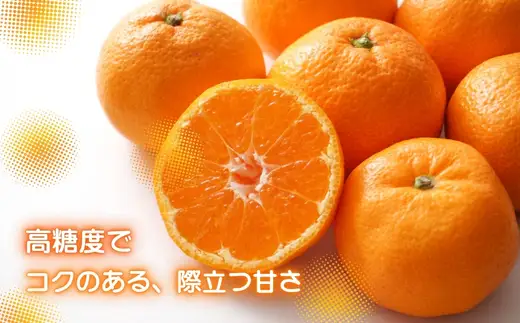先行予約 2026年11月下旬より発送 【 農林水産大臣賞受賞 】 甘さが違う極上みかん 5kg 