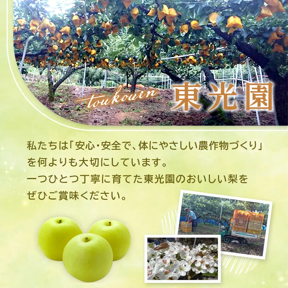 先行予約 二十世紀梨 4kg 2026年9月発送 梨