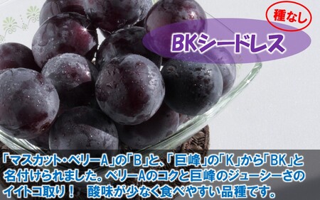 テレビで紹介されました！【先行予約】【令和8年発送】農家直送！ 新鮮！ 朝づみぶどう シャインマスカット & BKシードレス 種なし 約2kg フルーツ 果物 贈答 大分県産 採れたて_2658R-3