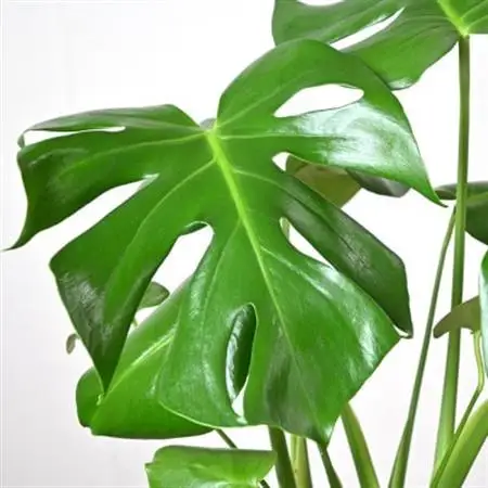 観葉植物 モンステラ 6号鉢(鉢カバーなし)【配送不可地域：離島・沖縄県】【1707574】